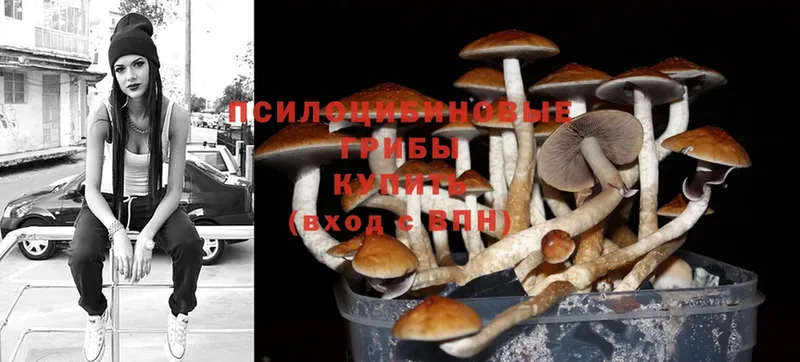 Псилоцибиновые грибы Psilocybine cubensis  Сафоново 