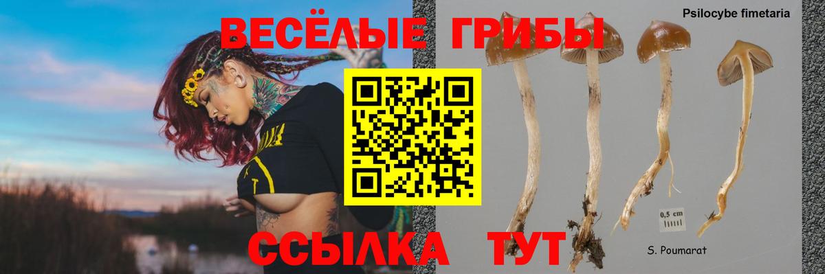 Галлюциногенные грибы прущие грибы  Сафоново 